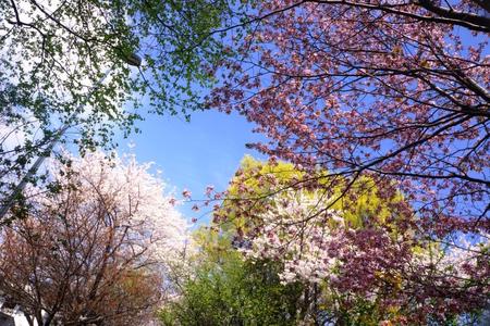 2012-5-8-桜戸田 029.jpg